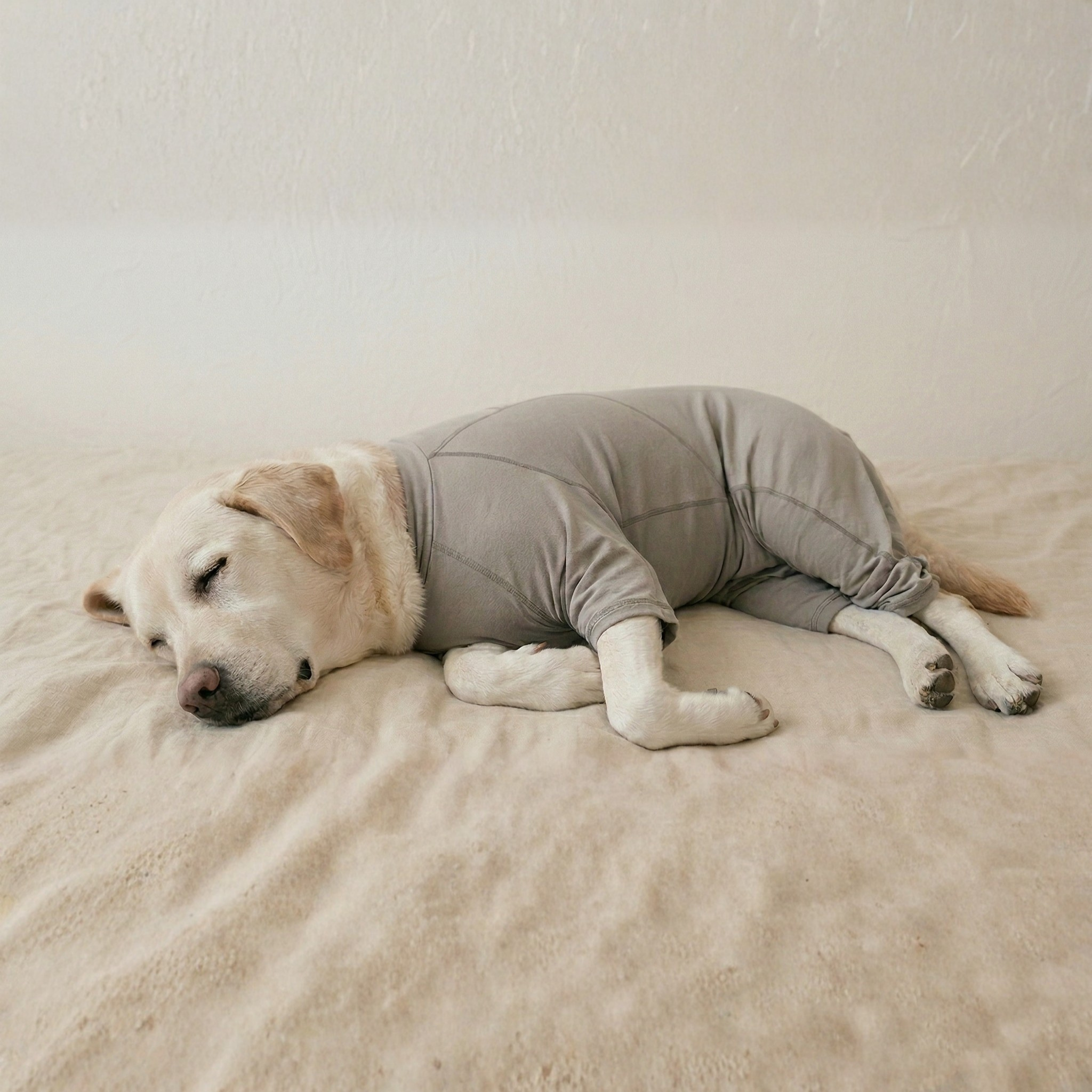 【大型犬】コレクション