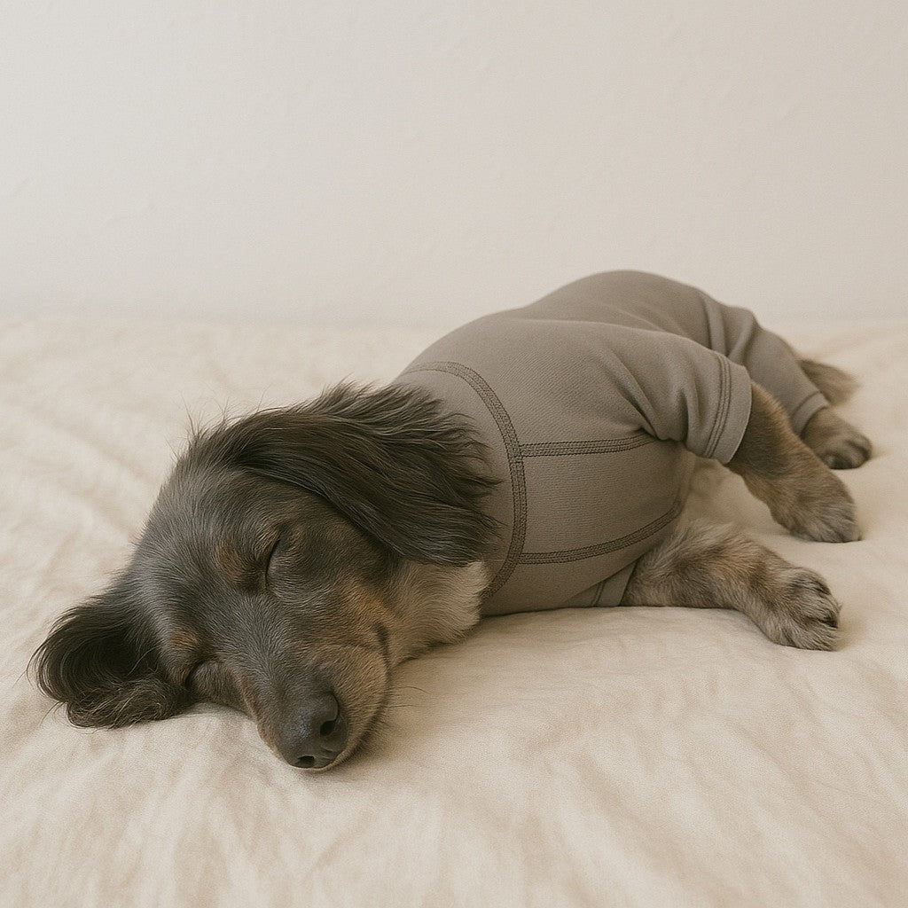 【小型犬】コレクション