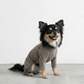 PREMIUM DOG WEAR （標準体型 / 小型犬）