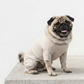 PREMIUM DOG WEAR （首太・がっしり体型）