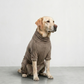 PREMIUM DOG WEAR （標準体型 / 大型犬）