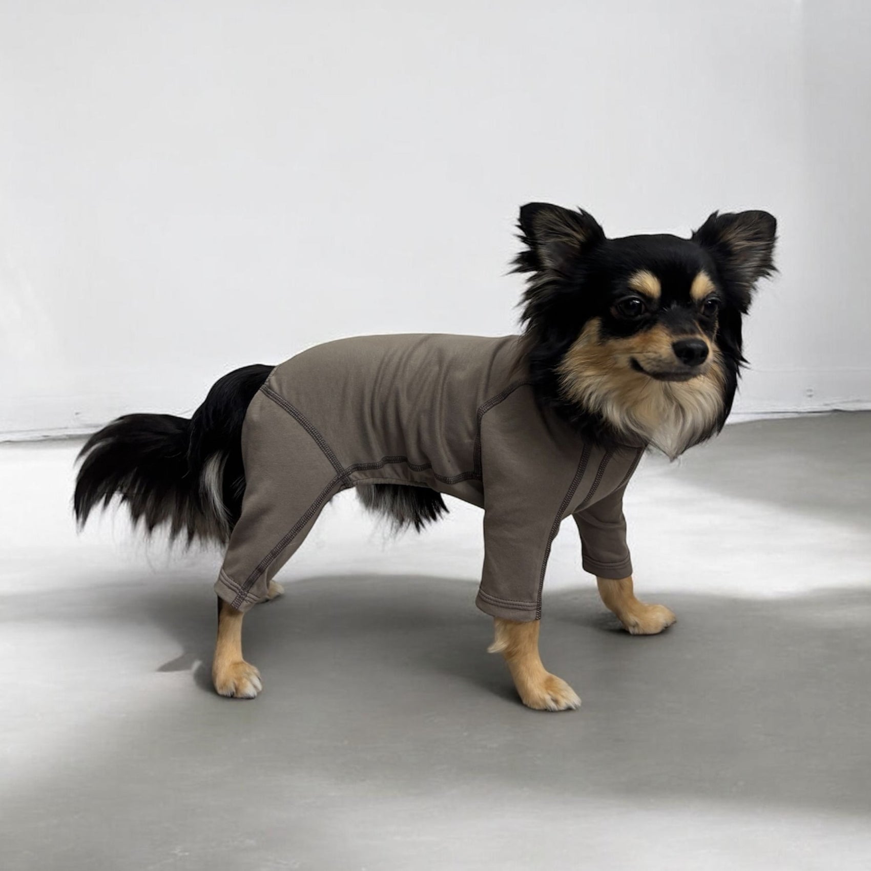 Premium Wear（チワワ）