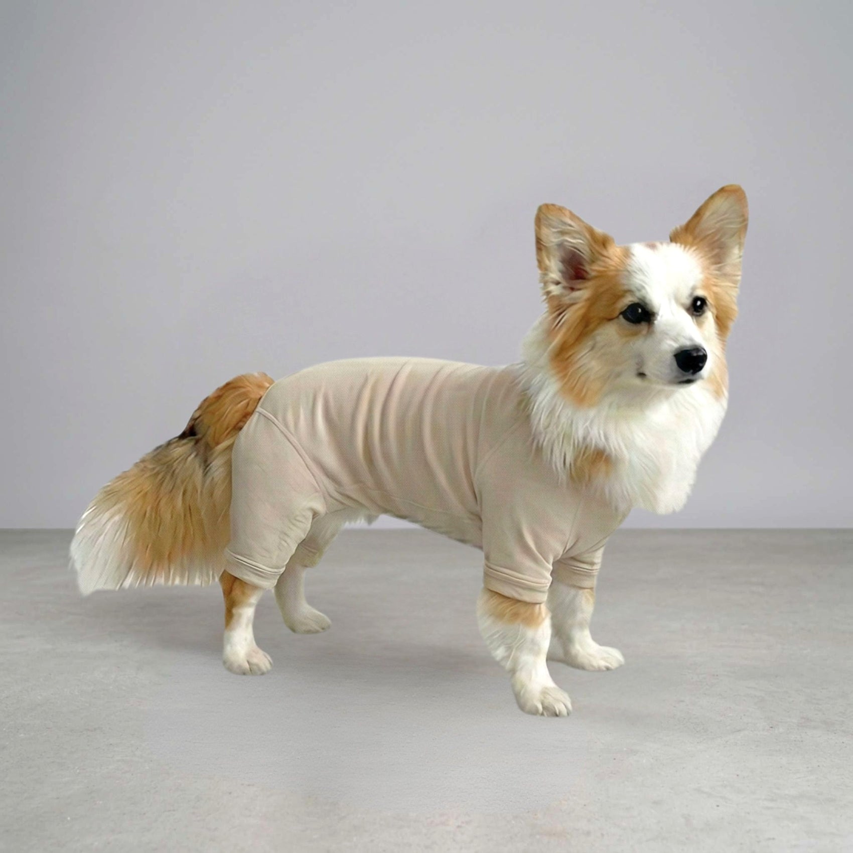 Premium Wear（コーギー）